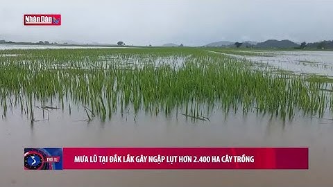 Mưa lũ tại Đắk Lắk gây ngập lụt hơn 2.400 ha cây trồng