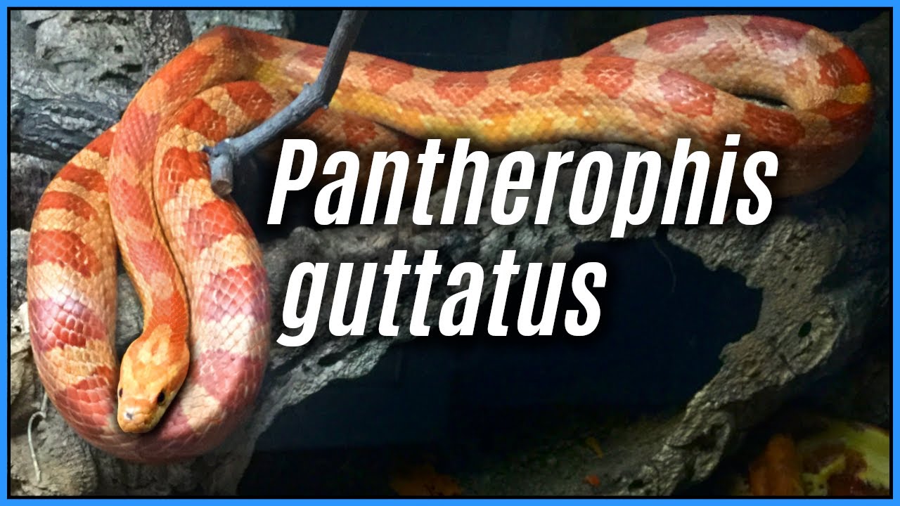 petco hours Corn Snake Natural History & Taxonomy | Species Spotlights #2, Pantherophis guttatus