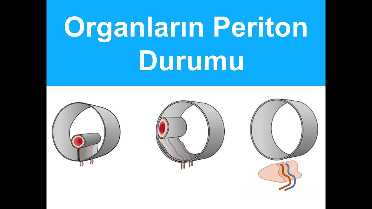 Organların Periton Durumu YAYDAR