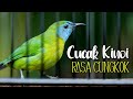 Kinoi Gacor Rasa Cucak Cungkok Tembakan Rapet Mp3 - Mp4 Download