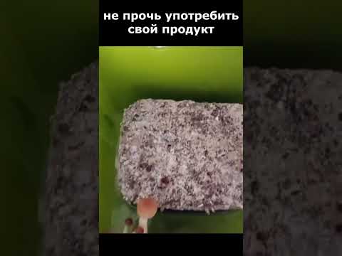 Любителя Псилоцибиновых Грибов Задержали в Севастополе! Последние #Новости