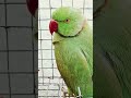 🦜🦜🌶️🍎🥭🌽@Grhudyaanofficil #love#youtubeshorts#shortvideo#sorts #shorts#mittu#parrot
