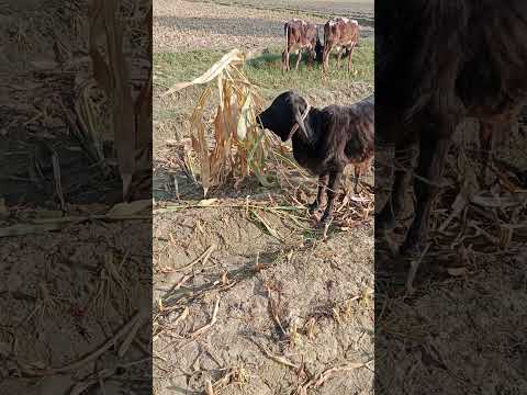 جانور سکی مکئی کھا رہا ہے 