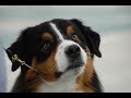 Cherokee Rose Cluster Dog Show 2017 - Atlanta, Ga. Cherokee Rose Cluster Dog Show 2017 - Atlanta, Ga.