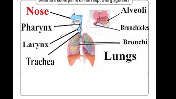 CC Week 10 Cycle 3 Science Respiratory System