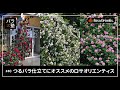 #40 つるバラ仕立てにオススメのロサオリエンティス