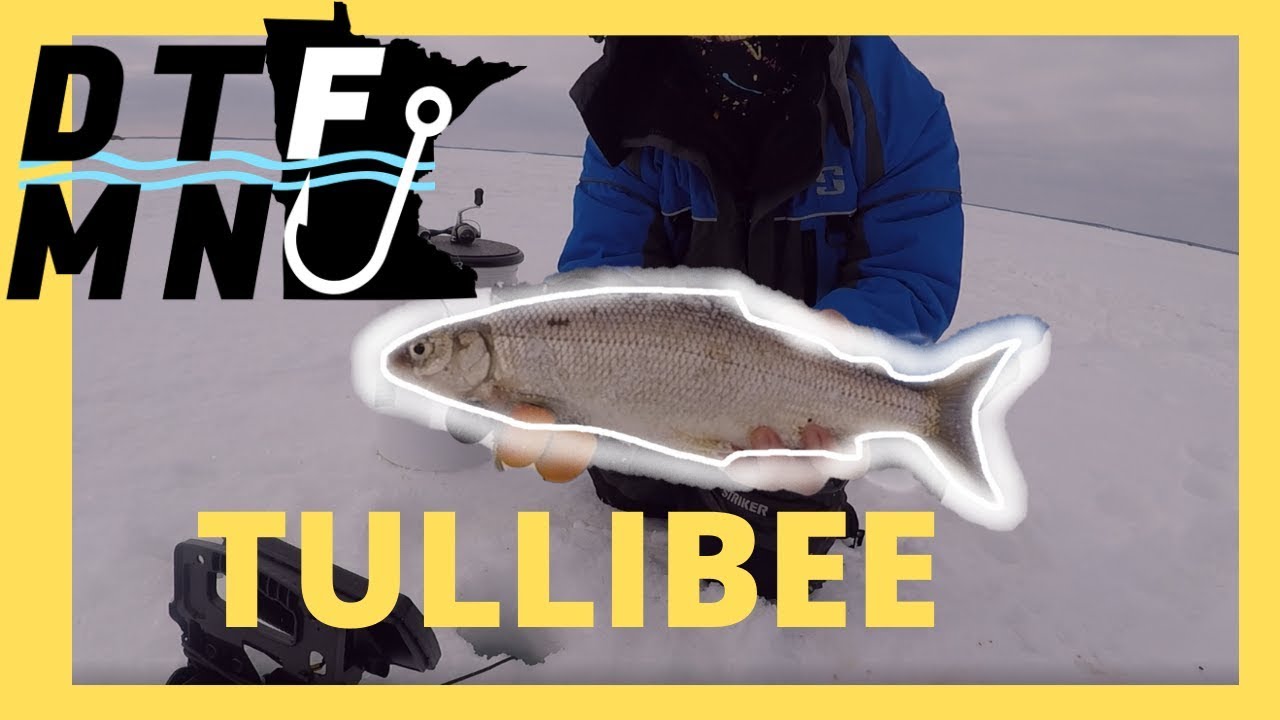 MILLE LACS TULLIBEE ICE FISHING YouTube