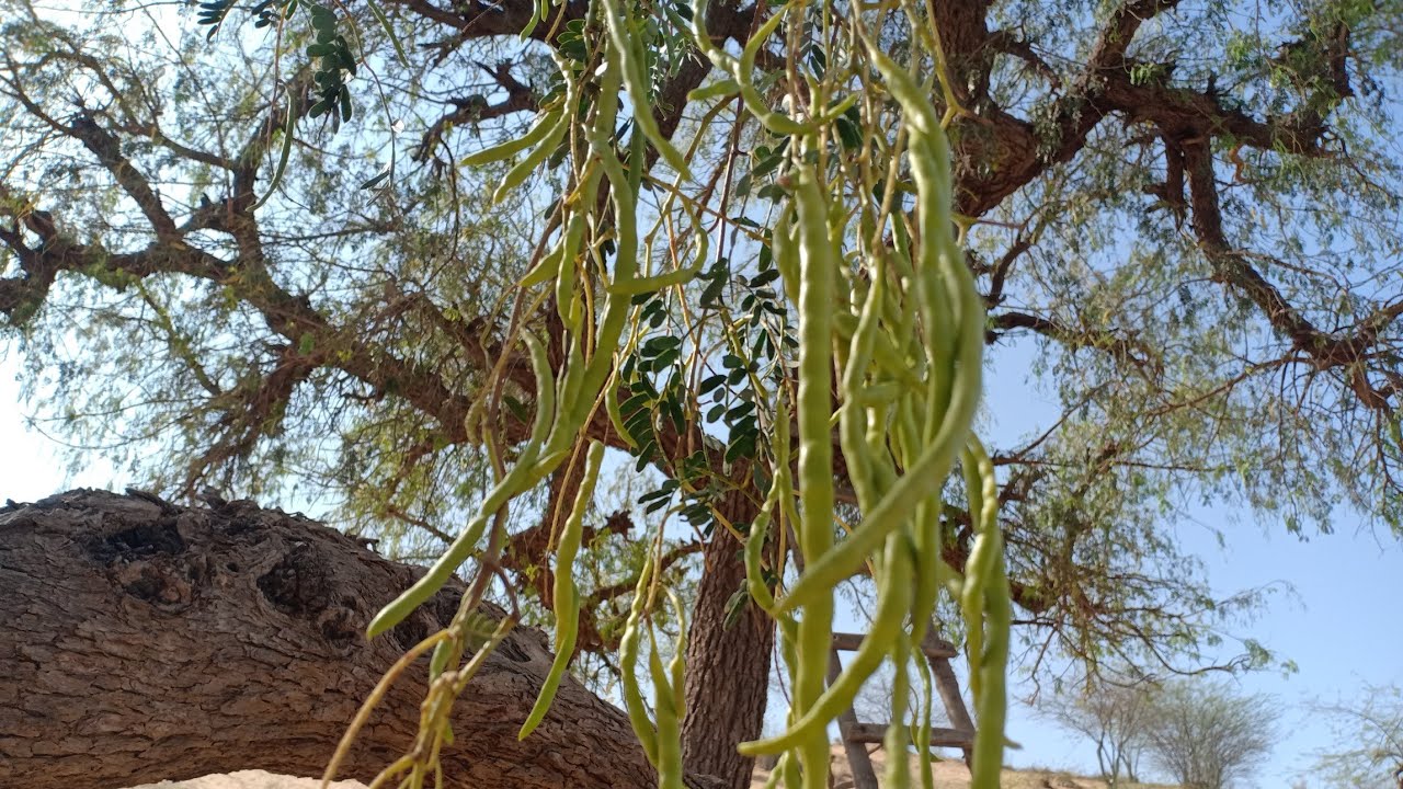 Kherji Tree Fruit (Beans) I Prosopis Cineraria Fruit I 