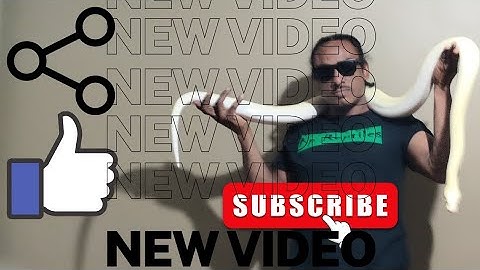 🐍 "HOW TO HANDLE A GIANT BURMESE PYTHON – This Could Go Wrong!" #burmesepython