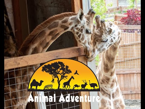 oliver twist Oliver & Johari Cam - Animal Adventure Park