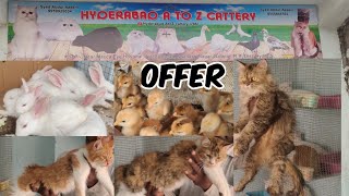 A to Z Cattery Azeem bhai ke sabse saste Persian cats for sale in Hyderabad |  country chicken