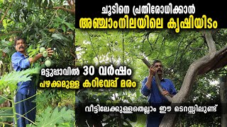 അഞ്ചാംനിലയിലെ 30 വർഷം പഴക്കമുള്ള മട്ടുപ്പാവ് കൃഷി | വേനൽച്ചൂടിലും കൊച്ചിയെ തണുപ്പിക്കാൻ നാരായണസ്വാമി