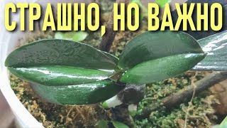 видео: ОРХИДЕИ! ШОКИРУЮЩЕЕ ВИДЕО! СТРАШНО - НО ВАЖНО ВИДЕТЬ И ЗНАТЬ! ЛУЧШИЕ МЕТОДЫ БОРЬБЫ ЗА ЖИЗНЬ ОРХИДЕЙ! картинка: ОРХИДЕИ! ШОКИРУЮЩЕЕ ВИДЕО! СТРАШНО - НО ВАЖНО ВИДЕТЬ И ЗНАТЬ! ЛУЧШИЕ МЕТОДЫ БОРЬБЫ ЗА ЖИЗНЬ ОРХИДЕЙ!