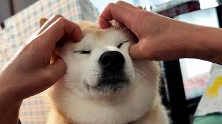 両手でもみくちゃにされるも、すべてを受け入れる柴犬