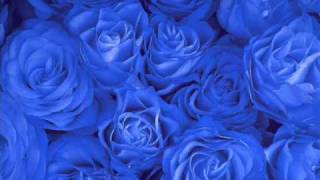 Egyptian Music : Omar Khairat (  Neighbors )