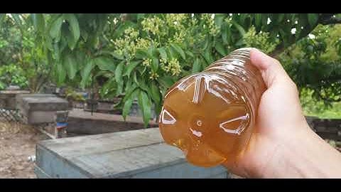 99k/l Đặc Sản Mật Ong Hoa Vải Thiều l Núi Đồi Lục Ngạn