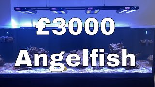 £3000 Angelfish = Sleepless nights | Waterbox Aquariums Angelfish Reef LX 270.6 - Part 11