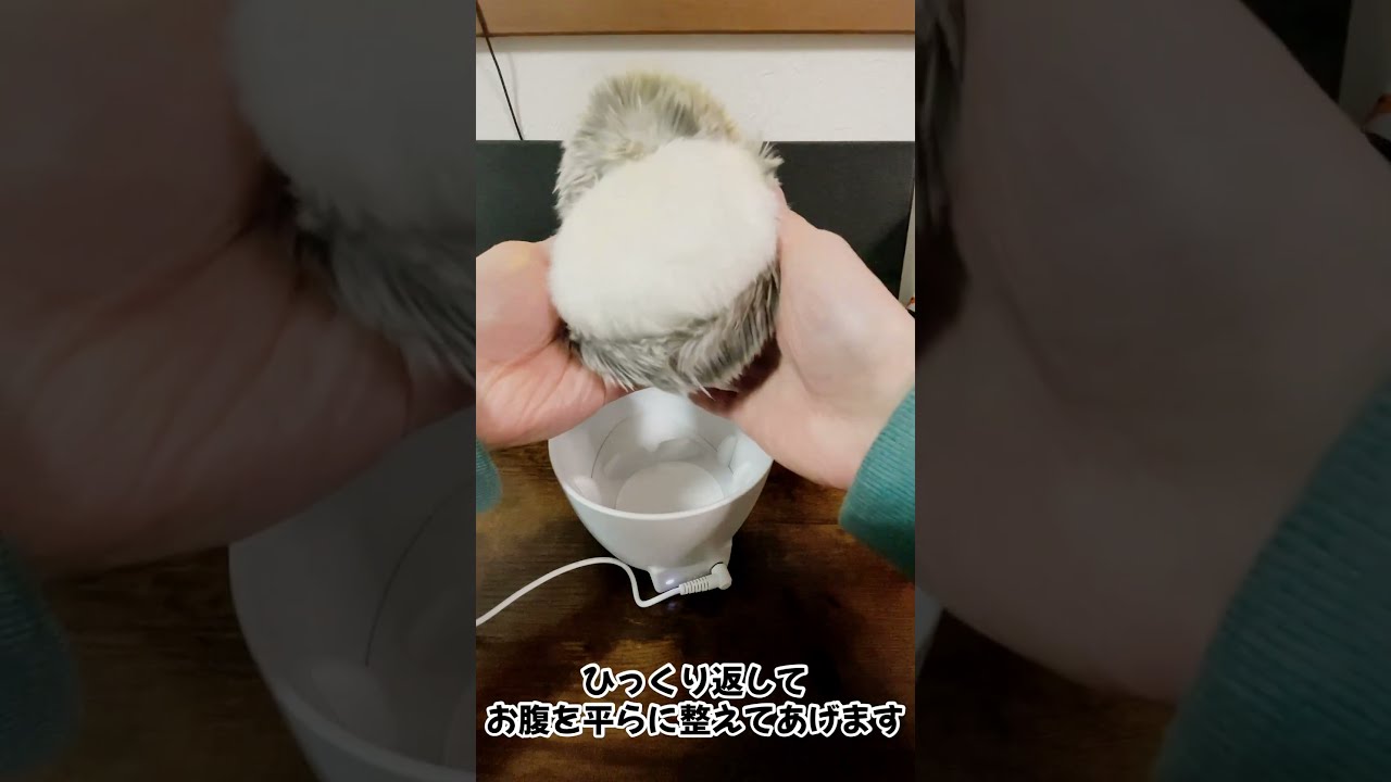 モフリンの充電が上手くいかない時に見るやつ【Moflin】 - YouTube