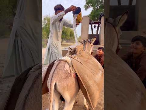 س ك ب الر ج ل ال م اء ع ل ى ظ ه ر ال ح م ار ب إ ن اء م ن ح د يد ب ار د