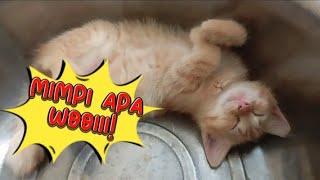 lucu kucing ketiduran dalam baskom ‼