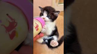 Things Baby Cats Will Never Tell You! Part 2 🐱