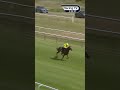 A winning debut for €325,000 buy Tawakal ✅