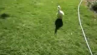 Pet Ducks... Oh Boy Daddy Is Home