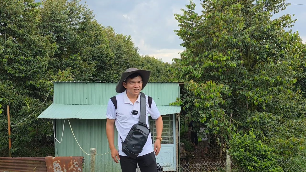 Thúc Trái Ri6 Giai Đoạn 60 Ngày Tròn Trái Nặng Kg Trái Lớn Cực Nhanh. Quản Lý Nấm Thối Trái