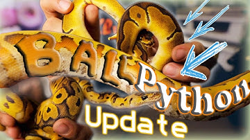 Ball Python Update