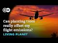 Can planting trees really offset my flight emissions?
