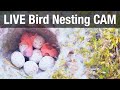 Live bird nest box cam apple  strudel 2024 parus major