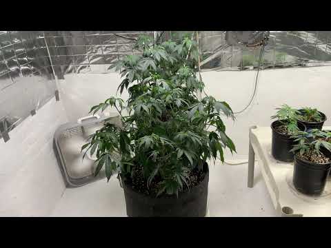 48 Hours Dark Before Harvest