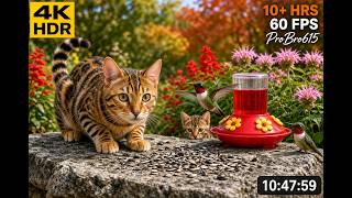 CatTV Ultimate 4K HDR Over 10 HRS for cats to Watch Unlimited Birds feeding and singing over 10Hours screenshot 3
