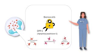 Brensocatib Mechanism of Action:  First DPP-1 Inhibitor for Non Cystic Fibrosis Bronchiectasis