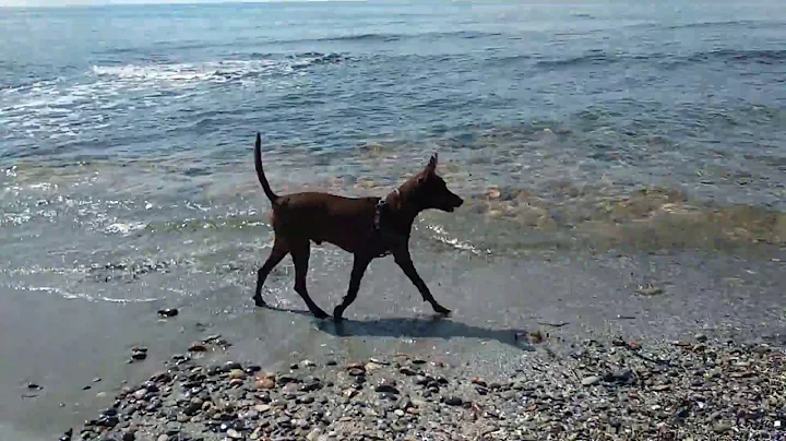 Podenco canario. Brown!