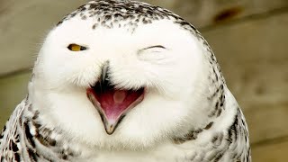 Funny OWLS! by Fan of Pets 565 views 2 years ago 6 minutes, 49 seconds