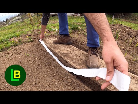 Start sowing on toilet paper. How to make seed tape. A new method in gardening