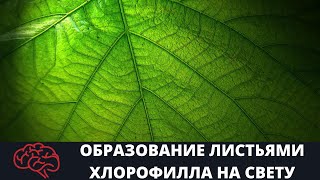 Лист  Образование листьями хлорофилла на свету Опыт