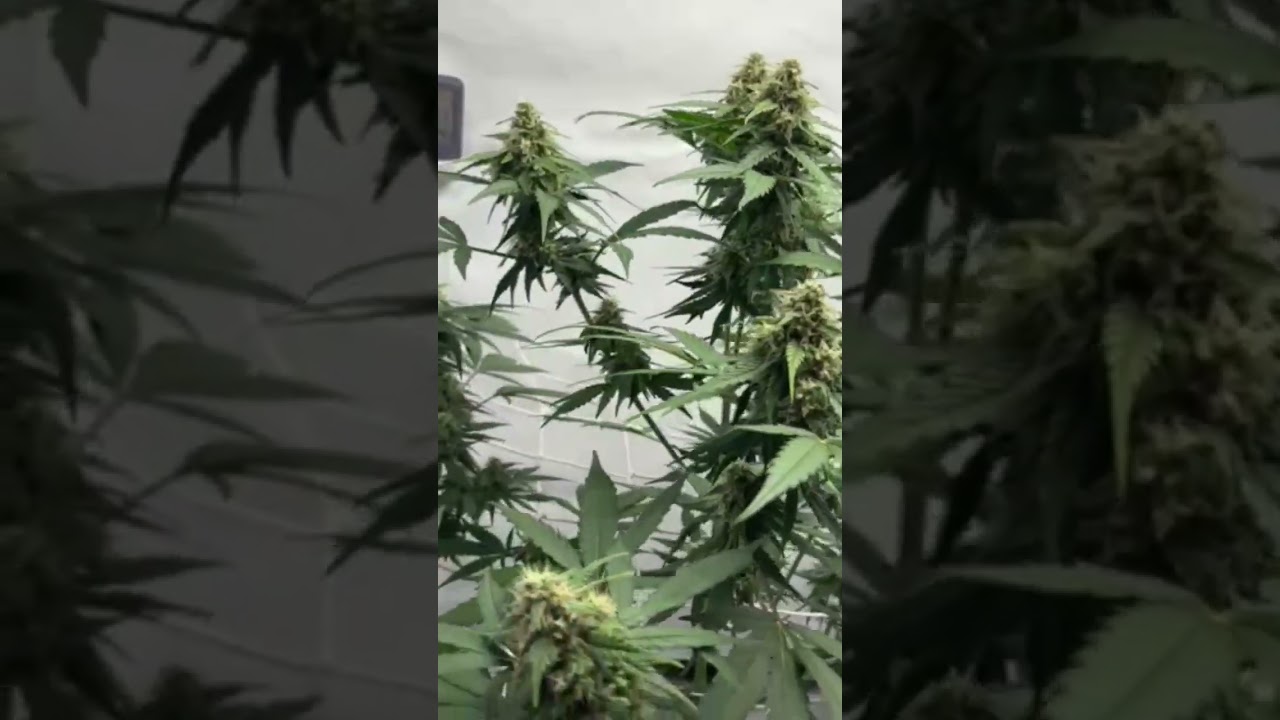 AK TRIPLE HAZE AUTO growing by super sativa seed club z#2 burn it up 🔥🪴