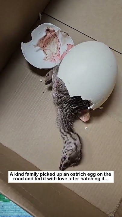 Beautiful ostrich hatching #wildliferescue #animals #ostrich #rescue #lovestory #love #birds  #cute