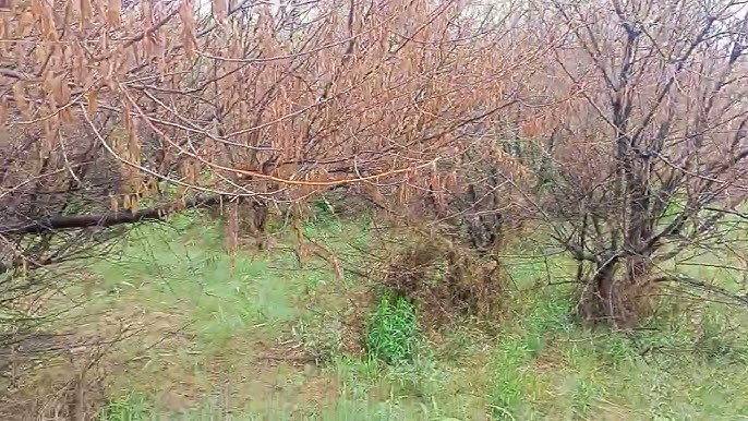 Орманда жалау