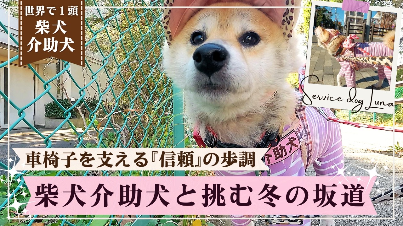 The only one in the world] A Shiba Inu service dog and a