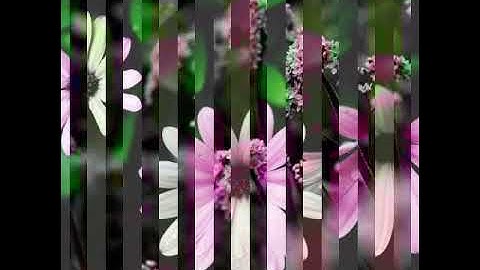 سورة الشمس / سورة الليل/ القارئ  احمد سعود..🍂🍁🍃