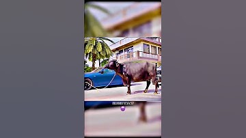 Elvish Yadav Attitude Status 😈 Yadavbrand2 edit Car Collection