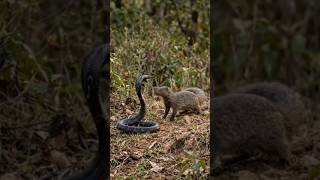 snake amazing fact #shorts
