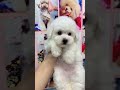 ⚠️ OMG! So Cute Dogs/Puppies - Best Funny Dog Videos 2022 ||| Amazing Dog Videos #Shorts