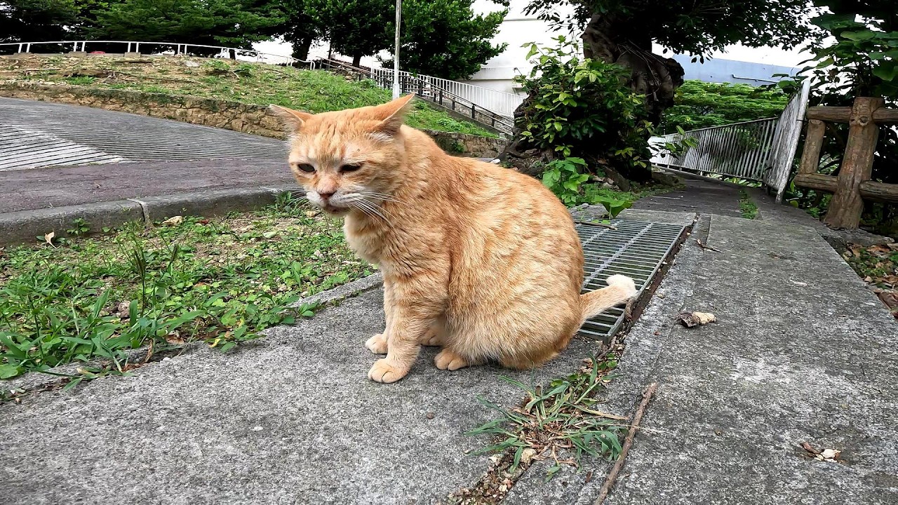 The stray cat is bored again today. - YouTube