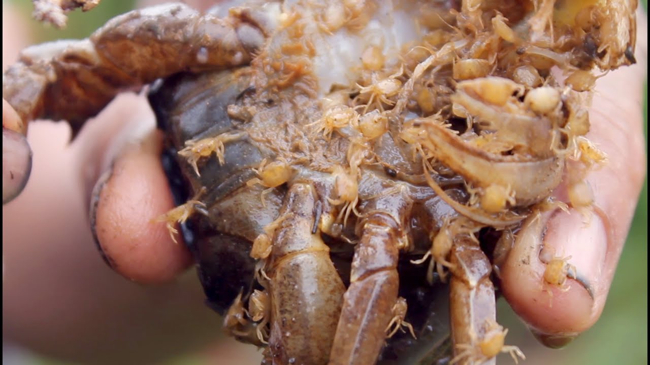 cutest baby crabs YouTube
