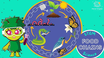 Food Chains | KS1 Science | STEM and Beyond