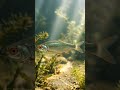 Rotauge 10 kurze Fakten über einen unterschätzten Fisch 🐟 #rotauge   #angeln #fische